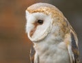 Barn Owl close up Royalty Free Stock Photo