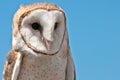 Barn Owl