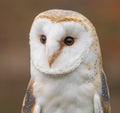 Barn Owl close up Royalty Free Stock Photo