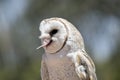 A barn owl Royalty Free Stock Photo