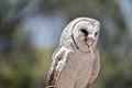 A barn owl Royalty Free Stock Photo