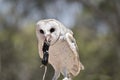 A barn owl Royalty Free Stock Photo