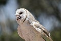 A barn owl Royalty Free Stock Photo