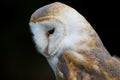 Barn Owl Royalty Free Stock Photo