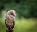 A barn owl closeup in a falcrony in saarland at summer, copy space Royalty Free Stock Photo