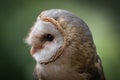 A barn owl closeup in a falcrony in saarland at summer, copy space Royalty Free Stock Photo