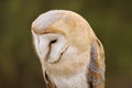 Barn Owl or Common Barn Owl Royalty Free Stock Photo