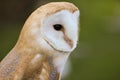 Barn Owl or Common Barn Owl Royalty Free Stock Photo