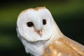 Barn Owl or Common Barn Owl Royalty Free Stock Photo