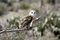 Barn owl in a controlled situation