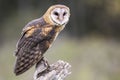 Barn Owl CRC Royalty Free Stock Photo