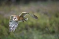 Barn Owl CRC Royalty Free Stock Photo