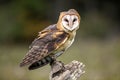 Barn Owl CRC Royalty Free Stock Photo