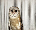 Barn Owl from Dhaka Royalty Free Stock Photo