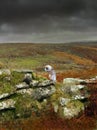 Barn owl on a drystone wall Devon uk Royalty Free Stock Photo