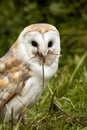 Barn Owl eating a field mouse - North Yorkshire - United Kingdom Royalty Free Stock Photo