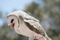 Barn owl eating a rat Royalty Free Stock Photo