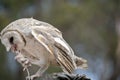 The barn owl is eating a rat Royalty Free Stock Photo