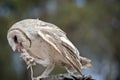 The barn owl is eating a rat Royalty Free Stock Photo