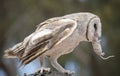 The barn owl is eating a rat Royalty Free Stock Photo