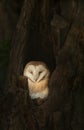 Barn owl fledging in tree hollow