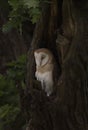 Barn owl fledging in tree hollow