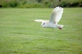 Barn Owl in Flight Royalty Free Stock Photo