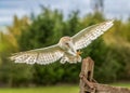 Barn Owl in flight Royalty Free Stock Photo