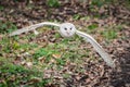 Barn owl in flight Royalty Free Stock Photo