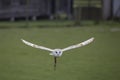 Barn owl in flight