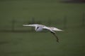 Barn owl in flight Royalty Free Stock Photo