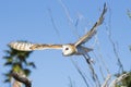 Barn owl in flight Royalty Free Stock Photo