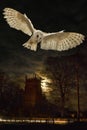 Barn Owl in flight at night Royalty Free Stock Photo