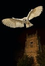 Barn Owl in flight at night