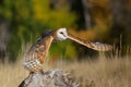 Barn owl in flight