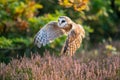 Barn owl flying above heater. Owl with spread wings in a beautiful calm colorful scene. Atumn forest with its inhabitant