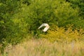 Barn owl flying Royalty Free Stock Photo