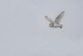 Barn owl flying Royalty Free Stock Photo