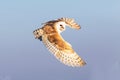 Barn owl flying Royalty Free Stock Photo