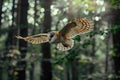 Barn Owl flying in forest.Generative Ai Royalty Free Stock Photo
