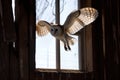 barn owl flying into a rustic barn window, viewed from inside Royalty Free Stock Photo