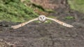 Barn owl flying towards the camera Royalty Free Stock Photo