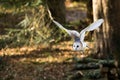 A barn owl flying among the trees.