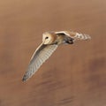 Barn owl flying whilst hunting