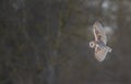 Barn owl flying Royalty Free Stock Photo