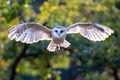 Barn owl from front side flying to the camera direction. Spread wing backlighted by sun. Tyto alba