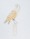 Barn Owl hand drawn illustration