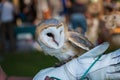 Barn owl on handler`s glove Tyto alba Royalty Free Stock Photo