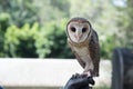 Barn owl on a handlers glove. Royalty Free Stock Photo