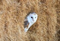 Barn Owl in a hay bale Royalty Free Stock Photo
